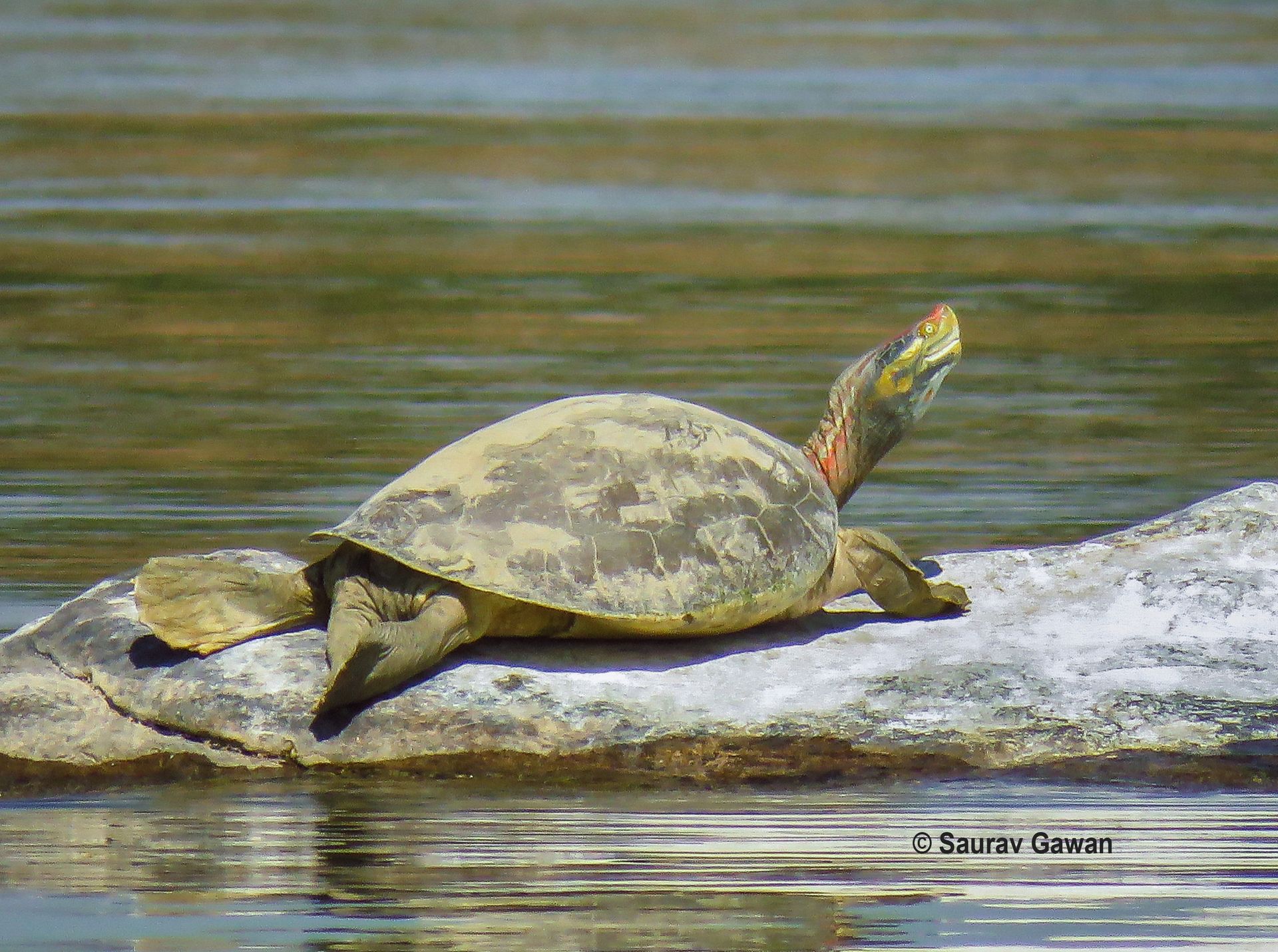 Kachuga Red-crowned roofed turtle | JALAJ