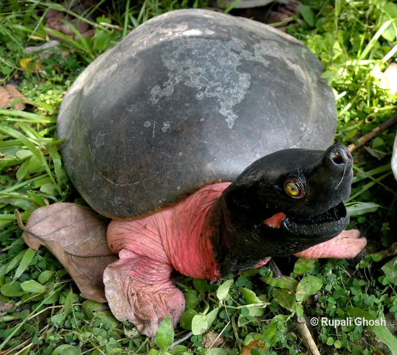Northern River Terrapin | JALAJ